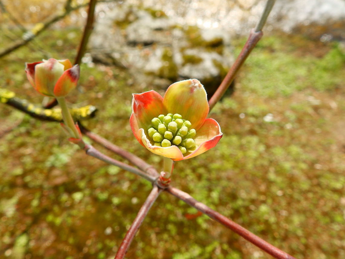 Kousa dogwood - Cornus kousa (early state of flowering) Seen in Japanse Tuin in Hasselt, Belgium (April, 2019).  Belgium,Cornus kousa,Geotagged,Kousa dogwood,Spring