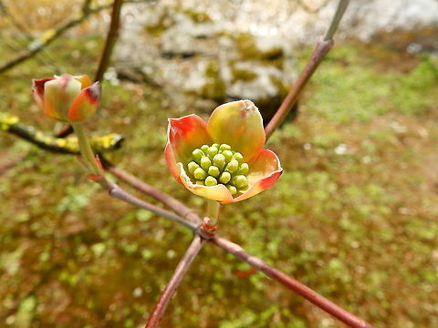 Kousa dogwood - Cornus kousa (early state of flowering) Seen in Japanse Tuin in Hasselt, Belgium (April, 2019).  Belgium,Cornus kousa,Geotagged,Kousa dogwood,Spring