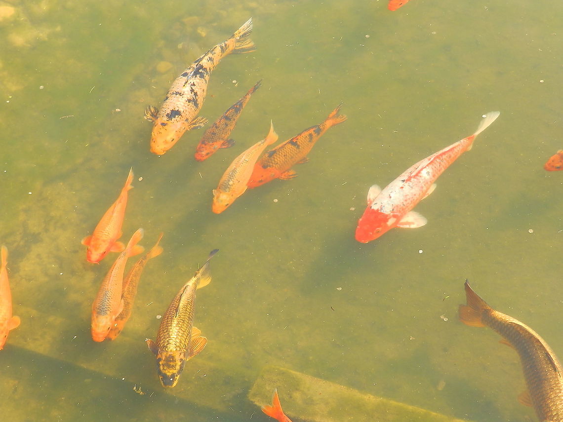 Koi - Cyprinus carpio carpio Essential element in a Japansese Garden :-)<br />
Seen in Japanse Tuin in Hasselt, Belgium (April, 2019).  Belgium,Common carp,Cyprinus carpio,Geotagged,Spring