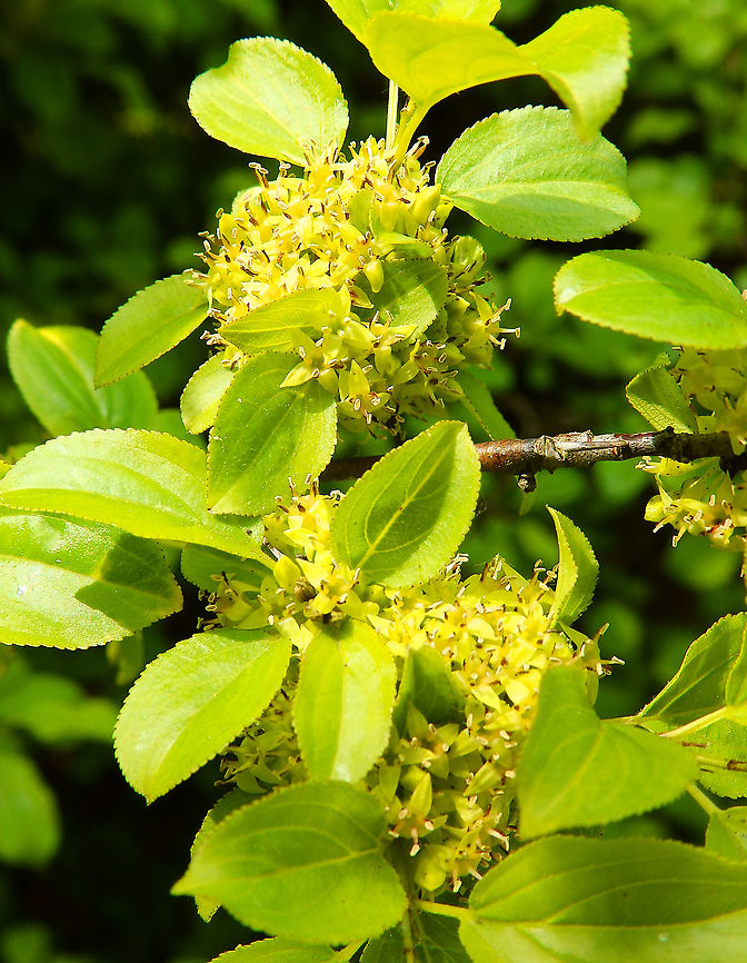 Hawthorn - Rhamnus saxatilis Seen during a walk in paths from Meerdaelbos, Oud Heverlee, Belgium (May 2019). Belgium,Geotagged,Hawthorn,Rhamnus saxatilis,Spring