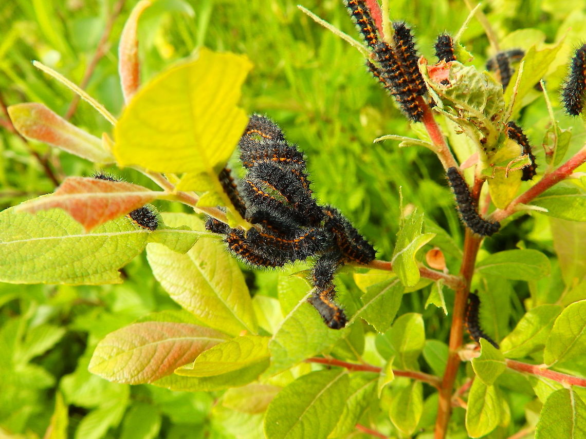 Common footman - Eilema lurideola, caterpillar Doode Bemde, Oud-Heverlee, Belgium (May 2019). Belgium,Common footman,Geotagged,Manulea lurideola,Spring