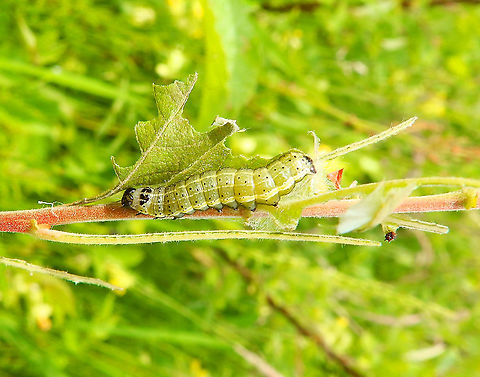 Small Quaker - Orthosia cruda, caterpillar Doode Bemde, Oud-Heverlee, Belgium (May 2019).  Belgium,Geotagged,Orthosia cruda,Small Quaker,Spring