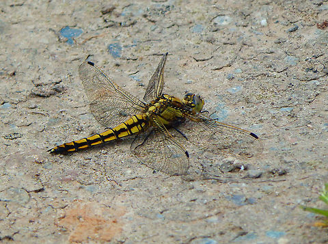 Black-tailed skimmer - Orthetrum cancellatum ♀ Doode Bemde, Oud-Heverlee, Belgium (May 2019).  Belgium,Black-tailed skimmer,Geotagged,Orthetrum cancellatum,Spring