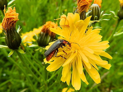 Cantharis fusca Doode Bemde, Oud-Heverlee, Belgium (May 2019).  Belgium,Cantharis fusca,Geotagged,Spring