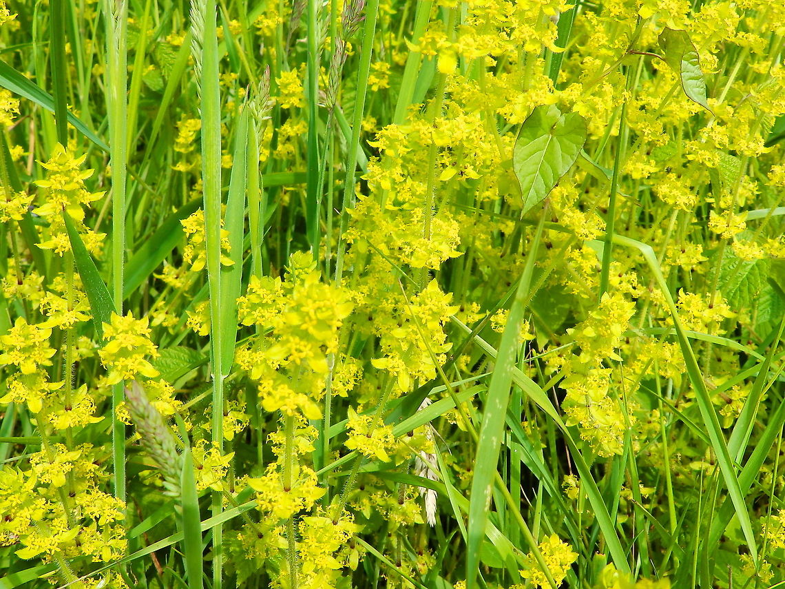 Crosswortsmooth bedstraw - Cruciata laevipes Doode Bemde, Oud-Heverlee, Belgium (May 2019).  Belgium,Cruciata laevipes,Geotagged,Spring,crosswortsmooth bedstraw