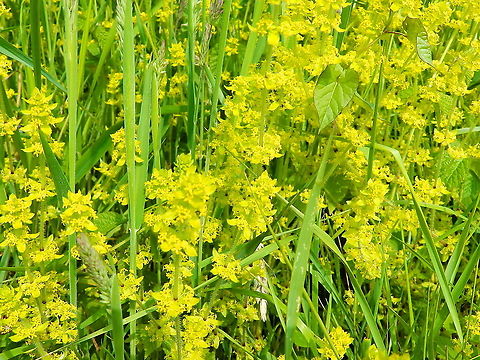 Crosswortsmooth bedstraw - Cruciata laevipes Doode Bemde, Oud-Heverlee, Belgium (May 2019).  Belgium,Cruciata laevipes,Geotagged,Spring,crosswortsmooth bedstraw