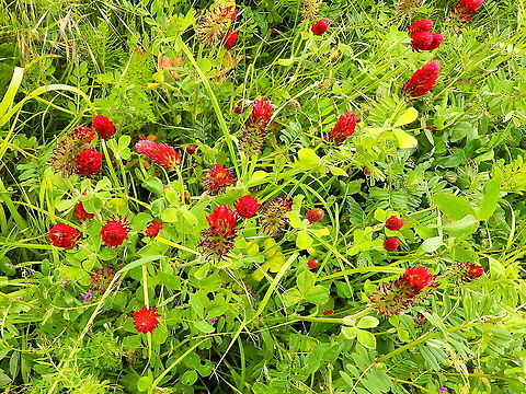 Crimson clover - Trifolium incarnatum Doode Bemde, Oud-Heverlee, Belgium (May 2019).  Belgium,Crimson clover,Geotagged,Spring,Trifolium incarnatum