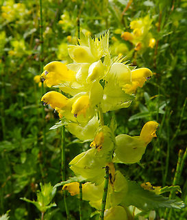 European yellow-rattle - Rinanthus alectorolophus Doode Bemde, Oud-Heverlee, Belgium (May 2019).  Belgium,Geotagged,Rhinanthus alectorolophus,Rinanthus alectorolophus,Spring