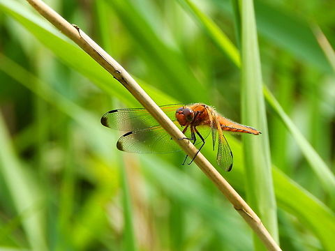 Scarce chaser - Libellula fulva ♀ Doode Bemde, Oud-Heverlee, Belgium (May 2019).  Belgium,Geotagged,Libellula fulva,Scarce chaser,Spring