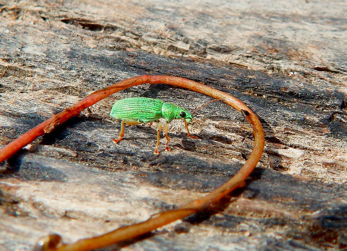 Green Immigrant Leaf Weevil - Polydrusus formosus Found near a pond in Doode Bemde, Oud-Heverlee, Belgium (May 2019).  Belgium,Geotagged,Green Immigrant Leaf Weevil,Polydrusus formosus,Spring