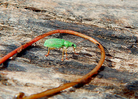Green Immigrant Leaf Weevil - Polydrusus formosus Found near a pond in Doode Bemde, Oud-Heverlee, Belgium (May 2019).  Belgium,Geotagged,Green Immigrant Leaf Weevil,Polydrusus formosus,Spring