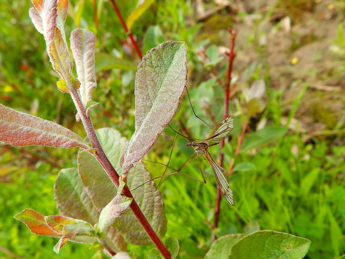 European Crane Fly - Tipula paludosa Doode Bemde, Oud-Heverlee, Belgium (May 2019).  Belgium,European Crane Fly,Geotagged,Spring,Tipula paludosa