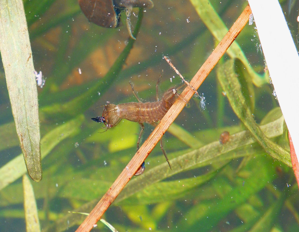 Great diving beetle - Dytiscus marginalis (larva) Doode Bemde, Oud-Heverlee, Belgium (May 2019). <br />
<a href="http://www.environmentdata.org/archive/fbaia:2570" rel="nofollow">http://www.environmentdata.org/archive/fbaia:2570</a><br />
<br />
For a view of her home pond see:<br />
<a href="https://www.jungledragon.com/image/125510" rel="nofollow">https://www.jungledragon.com/image/125510</a> Belgium,Dytiscus marginalis,Geotagged,Great diving beetle,Spring