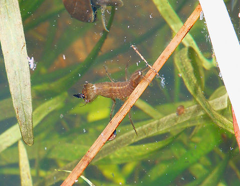 Great diving beetle - Dytiscus marginalis (larva) Doode Bemde, Oud-Heverlee, Belgium (May 2019). 
http://www.environmentdata.org/archive/fbaia:2570

For a view of her home pond see:
https://www.jungledragon.com/image/125510 Belgium,Dytiscus marginalis,Geotagged,Great diving beetle,Spring