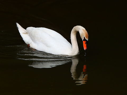 Mute swan - Cygnus olor Zoete Waters, Oud-Heverlee, Belgium (May 2019).  Belgium,Cygnus olor,Geotagged,Mute swan,Spring