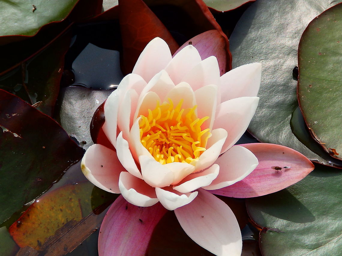 European white waterlily - Nymphaea alba Seen in a pond in Doode Bemde, Oud-Heverlee, Belgium (May 2019).  Belgium,European white waterlily,Geotagged,Nymphaea alba,Spring