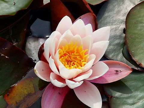 European white waterlily - Nymphaea alba Seen in a pond in Doode Bemde, Oud-Heverlee, Belgium (May 2019).  Belgium,European white waterlily,Geotagged,Nymphaea alba,Spring