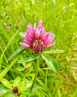 Zigzag Clover - Trifolium medium Doode Bemde, Oud-Heverlee, Belgium (May 2019).  Belgium,Geotagged,Spring,Trifolium medium,Zigzag Clover