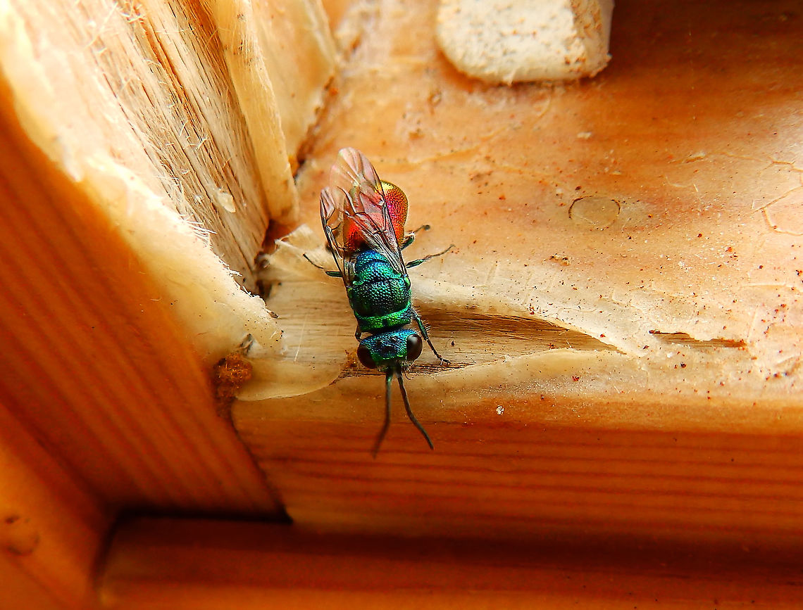 Cuckoo Gold wasp -Chrysis subcoriacea I could not believe my eyes and my luck when I saw one day this beauty very interested in the creivices of one of our very rusty house windows! This happened in May 2019 and unfortunately I have not seen one alike ever since then but now I know they are around, in my area :-)<br />
<br />
It looks like Chrysis subcoriacea based on the images in this article but please correct me if my current ID is wrong:<br />
<a href="https://www.researchgate.net/publication/324532511_De_Nederlandse_en_Belgische_goudwespen_van_het_genus_Chrysis" rel="nofollow">https://www.researchgate.net/publication/324532511_De_Nederlandse_en_Belgische_goudwespen_van_het_genus_Chrysis</a><br />
<a href="https://vespa-g2n.jimdofree.com/chrysioidea/chrysididae/chrysis-subcoriacea/" rel="nofollow">https://vespa-g2n.jimdofree.com/chrysioidea/chrysididae/chrysis-subcoriacea/</a><br />
<br />
<figure class="photo"><a href="https://www.jungledragon.com/image/125468/gold_wasp_-chrysis_subcoriacea.html" title="Gold wasp -Chrysis subcoriacea"><img src="https://s3.amazonaws.com/media.jungledragon.com/images/2298/125468_thumb.JPG?AWSAccessKeyId=05GMT0V3GWVNE7GGM1R2&Expires=1759968010&Signature=yz14JtUWn6G6n2t%2FMoDtT3e85XI%3D" width="200" height="148" alt="Gold wasp -Chrysis subcoriacea This is a side view of the same wasp :-)<br />
https://www.jungledragon.com/image/125462/gold_wasp_-chrysis_subcoriacea.html Belgium,Chrysis subcoriacea,Cuckoo Wasp,Geotagged,Spring" /></a></figure> Belgium,Chrysis subcoriacea,Cuckoo Wasp,Geotagged,Spring