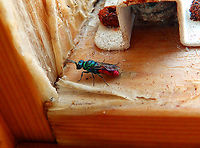 Gold wasp -Chrysis subcoriacea This is a side view of the same wasp :-)<br />
https://www.jungledragon.com/image/125462/gold_wasp_-chrysis_subcoriacea.html Belgium,Chrysis subcoriacea,Cuckoo Wasp,Geotagged,Spring