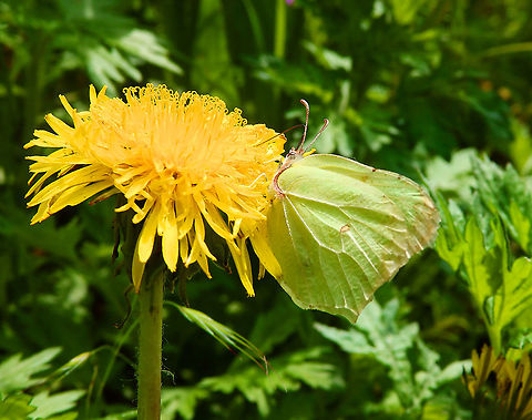 Common brimstone - Gonepteryx rhamni Seen during a walk in paths from Meerdaelbos, Oud Heverlee, Belgium (May 2019).  Belgium,Common brimstone,Geotagged,Gonepteryx rhamni,Spring