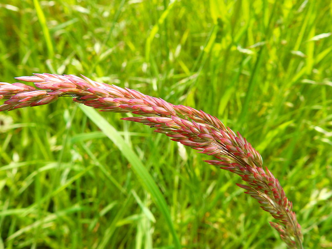 Yorkshire Fog - Holcus lanatus Seen during a walk in paths from Meerdaelbos, Oud Heverlee, Belgium (May 2019).  Belgium,Geotagged,Holcus lanatus,Spring,Yorkshire Fog