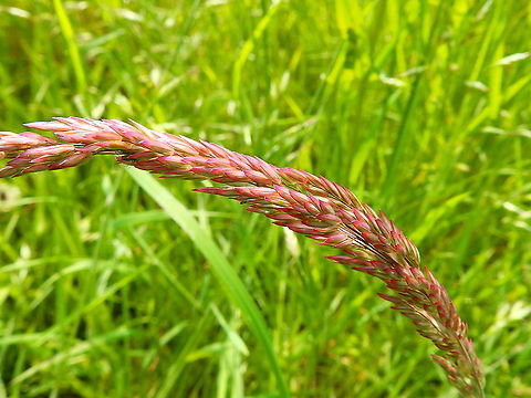 Yorkshire Fog - Holcus lanatus Seen during a walk in paths from Meerdaelbos, Oud Heverlee, Belgium (May 2019).  Belgium,Geotagged,Holcus lanatus,Spring,Yorkshire Fog