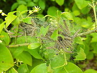 Spindle ermine - Yponomeuta cagnagella Seen during a walk in paths from Meerdaelbos, Oud Heverlee, Belgium (May 2019). <br />
http://www.bladmineerders.be/nl/content/yponomeuta-cagnagella-hübner-1813 Belgium,Geotagged,Spindle ermine,Spring,Yponomeuta cagnagella