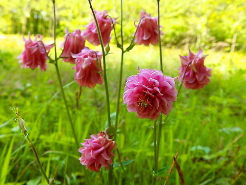 European Columbine - Aquilegia vulgaris Seen during a walk in paths from Meerdaelbos, Oud Heverlee, Belgium (May 2019).  Aquilegia vulgaris,Belgium,Geotagged,Spring