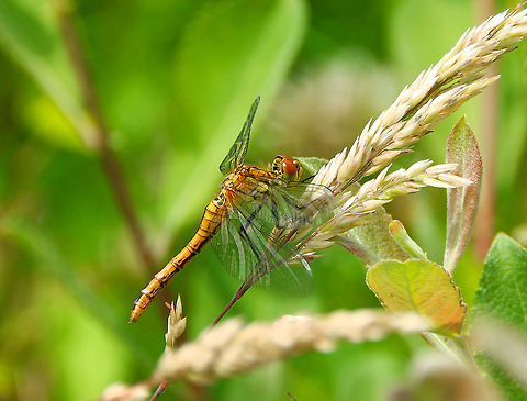Vagrant Darter - Sympetrum vulgatum ♀ Seen in the Doode Bemde area (June, 2019) Belgium,Geotagged,Sympetrum vulgatum,Vagrant Darter