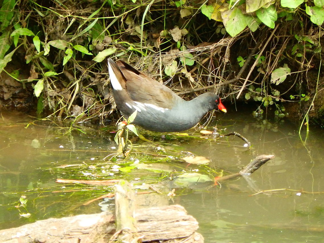 Common Moorhen - Gallinula chloropus Very common in the rivers and ponds in oru area. This one was in the river De Dijle, in Doode Bemde (June, 2019). Belgium,Common Moorhen,Gallinula chloropus,Geotagged,Spring