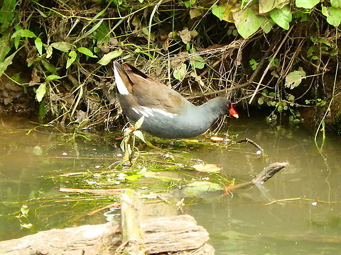 Common Moorhen - Gallinula chloropus Very common in the rivers and ponds in oru area. This one was in the river De Dijle, in Doode Bemde (June, 2019). Belgium,Common Moorhen,Gallinula chloropus,Geotagged,Spring