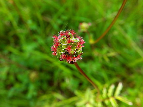 Sanguisorba minor - Poterium sanguisorba Seen in Viroinval, area of Le Fondry des Chiens (June, 2019), Belgium. Belgium,Geotagged,Sanguisorba minor,Spring