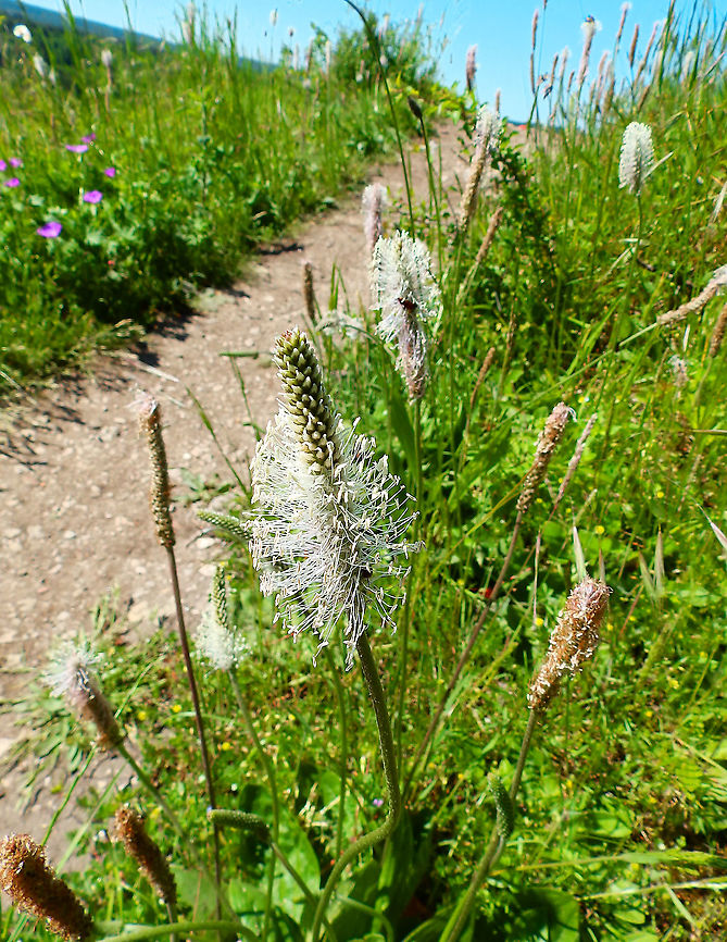 Hoary plantain - Plantago media In the path to Roche &agrave; Lomme (Lomme Rock), Viroinval (June 2019).<br />
<a href="http://biodiversite.wallonie.be/fr/plantago-media.html?IDC=3278&amp;IDD=4417" rel="nofollow">http://biodiversite.wallonie.be/fr/plantago-media.html?IDC=3278&amp;IDD=4417</a> Belgium,Geotagged,Hoary plantain,Plantago media,Spring