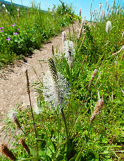 Hoary plantain - Plantago media In the path to Roche &agrave; Lomme (Lomme Rock), Viroinval (June 2019).
http://biodiversite.wallonie.be/fr/plantago-media.html?IDC=3278&IDD=4417 Belgium,Geotagged,Hoary plantain,Plantago media,Spring