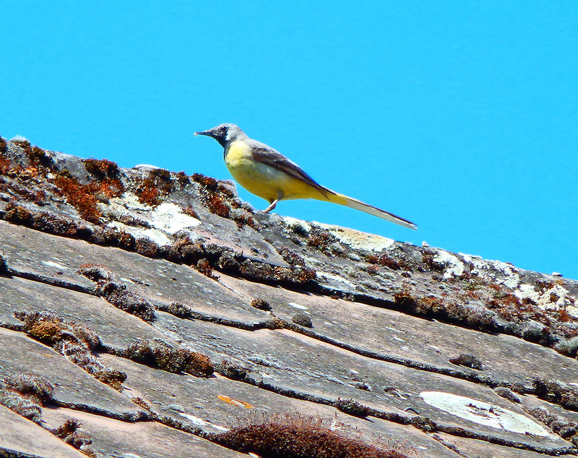Western yellow wagtail - Motacilla flava Can be seen close to river areas like here in Nismes, Belgium (June 2021). Belgium,Geotagged,Motacilla flava,Spring,Western yellow wagtail