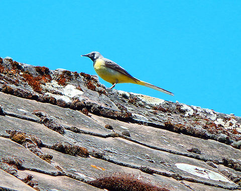 Western yellow wagtail - Motacilla flava Can be seen close to river areas like here in Nismes, Belgium (June 2021). Belgium,Geotagged,Motacilla flava,Spring,Western yellow wagtail