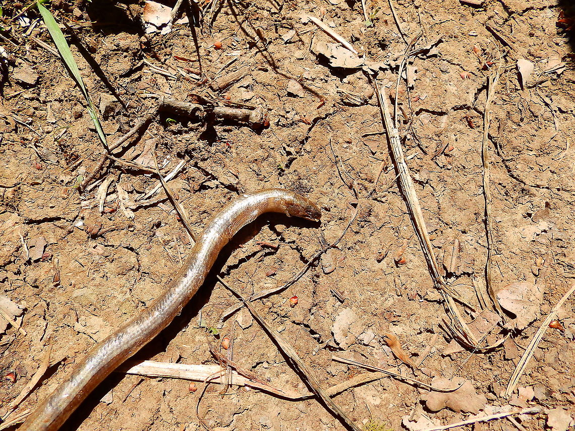 Slow worm - Anguis fragilis Unfirtunately I find these species most often dead even in grasses next to my house. It is a victim of lawn mowing. In this case I don&#039;t know what killed it. I found it in the middle of a hiking path close to Fondry Des Chiens (June, 2019). Anguis fragilis,Belgium,Geotagged,Slow worm,Spring