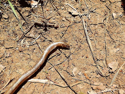Slow worm - Anguis fragilis Unfirtunately I find these species most often dead even in grasses next to my house. It is a victim of lawn mowing. In this case I don't know what killed it. I found it in the middle of a hiking path close to Fondry Des Chiens (June, 2019). Anguis fragilis,Belgium,Geotagged,Slow worm,Spring
