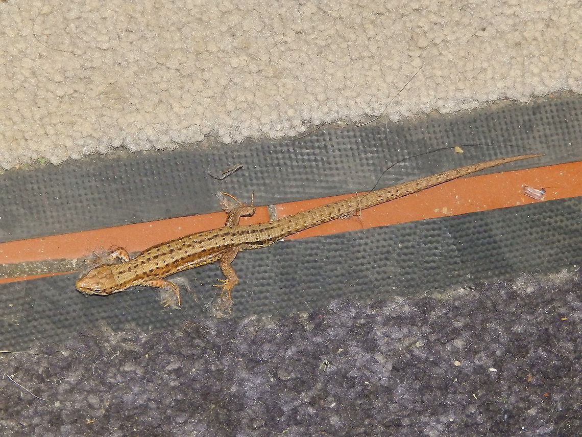 Common wall lizard - Podarcis muralis This lizard was just one more visitor inside the Brasserie Des Fagnes..very good beer, by the way!<br />
(June, 2019). Belgium,Common wall lizard,Geotagged,Podarcis muralis,Spring