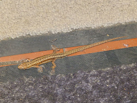 Common wall lizard - Podarcis muralis This lizard was just one more visitor inside the Brasserie Des Fagnes..very good beer, by the way!
(June, 2019). Belgium,Common wall lizard,Geotagged,Podarcis muralis,Spring