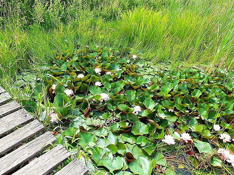 Little pond in Doode Bemde This is where we found the diving beetle larva from this spotting:
https://www.jungledragon.com/image/125458/great_diving_beetle_-_dytiscus_marginalis_larva.html Belgium,Geotagged,Spring