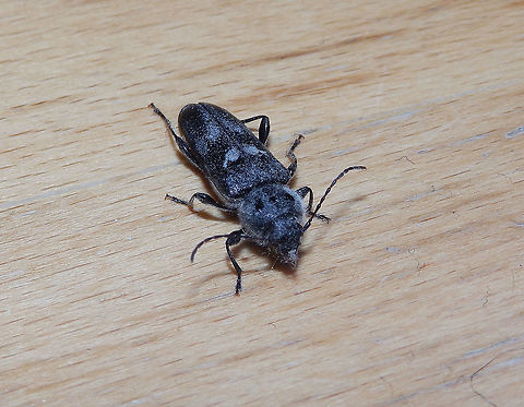 Woodboring Bettle - Hylotrupes bajulus Found ir our terrace mini garden, dead. At least now we know these are around but I hope to find one alive, next time :-) (seen in July, 2019). Belgium,Geotagged,Hylotrupes bajulus,Summer,hylotrupes