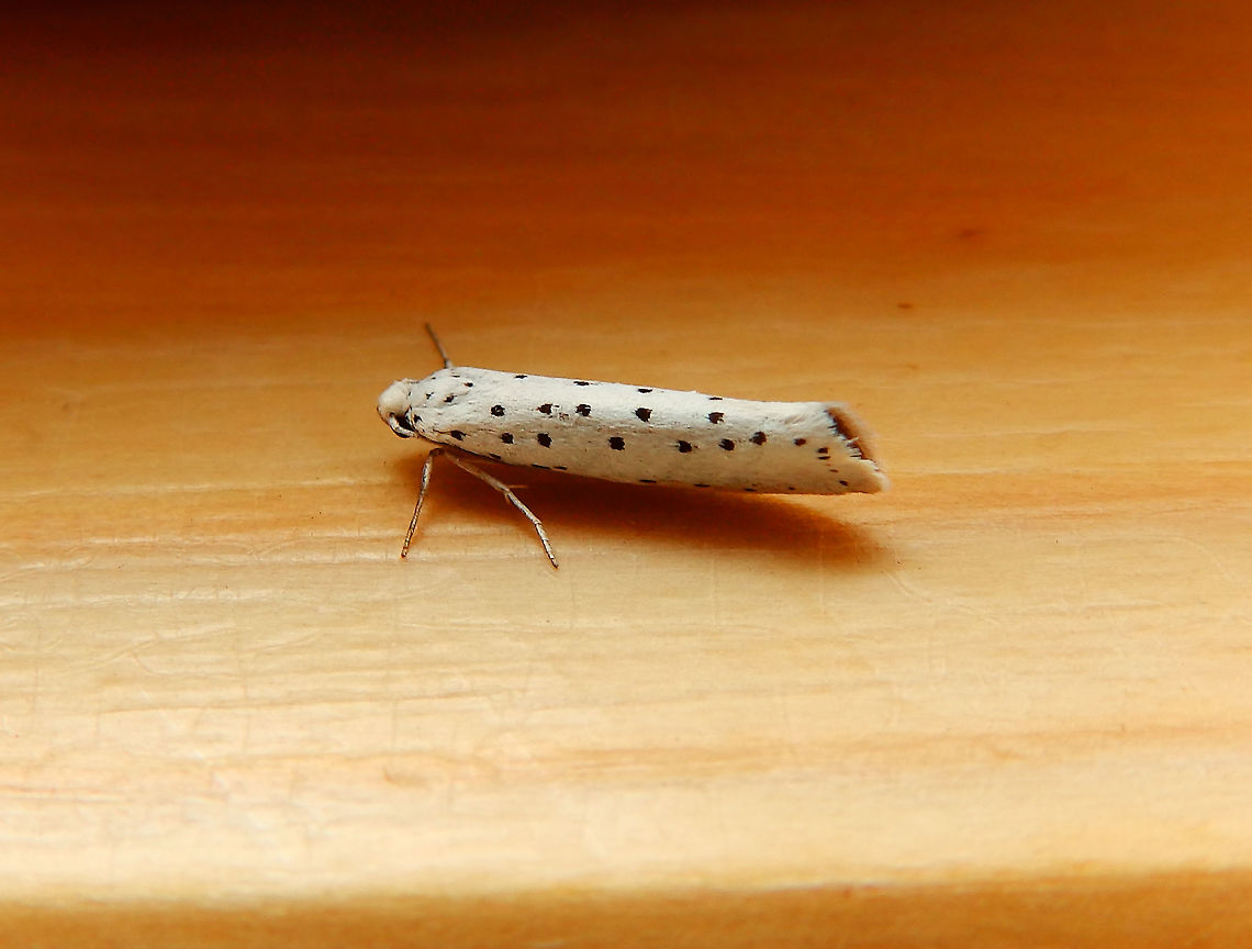 Spindle ermine - Yponomeuta cagnagella Seen in a window from our house in July 2019. The moth is much prettier than its larvae :-)<br />
<figure class="photo"><a href="https://www.jungledragon.com/image/125492/spindle_ermine_-_yponomeuta_cagnagella.html" title="Spindle ermine - Yponomeuta cagnagella"><img src="https://s3.amazonaws.com/media.jungledragon.com/images/2298/125492_thumb.JPG?AWSAccessKeyId=05GMT0V3GWVNE7GGM1R2&Expires=1759968010&Signature=mBjEwn1U0grMS4H7mxpUEHVjJPk%3D" width="200" height="150" alt="Spindle ermine - Yponomeuta cagnagella Seen during a walk in paths from Meerdaelbos, Oud Heverlee, Belgium (May 2019). <br />
http://www.bladmineerders.be/nl/content/yponomeuta-cagnagella-h&uuml;bner-1813 Belgium,Geotagged,Spindle ermine,Spring,Yponomeuta cagnagella" /></a></figure> Belgium,Geotagged,Spindle ermine,Summer,Yponomeuta cagnagella