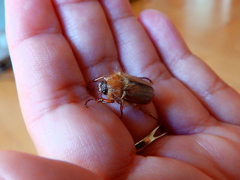 European June Beetle - Amphimallon solstitiale Seen in early July 2019 also in our mini garden. Behidn we have a a extensive woodland area (Meerdaelbos) and we also have the nature reserve of Doode Bemde close by so the beetle may have come from the nearby places. Amphimallon solstitiale,Belgium,European June Beetle,Geotagged,Summer