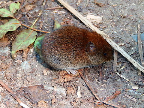 European water vole - Arvicola amphibius We were walking in Doode Bemde one July summer day at the level of the Langerodevijver (a lake) and this path has parallel water canals. We just found this scared to detah little beauty in the middle of the path between the canal and the woods. At first I thought it could be sick because it was not moving much but when I ticlked it witha  twig it ran for herl life very quickly and then I could see her tail which was tucked under her body when she was sitting so still. It was a very happy sighting for us :-)
Habitat:
https://www.jungledragon.com/image/125542 Arvicola amphibius,Belgium,Geotagged,Summer,european water vole