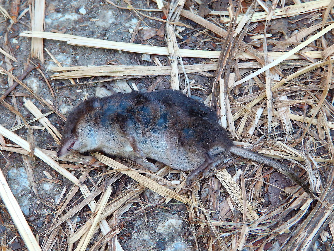 Common shrew - Sorex araneus A less happy sight in the same walk and area as the previous spotting. We found this poor shrew dead also in the same path. I don't know what could have killed it but it could have been that it was run over by bikers as this path has many people passing by with bikes. In any case it allowed us to see the species in more detail as is very difficult to find these alive and still enough for pictures. <br />
Habitat:<br />
<figure class="photo"><a href="https://www.jungledragon.com/image/125542/doode_bemde_-_canal_next_to_langerodevijver.html" title="Doode Bemde - canal next to Langerodevijver"><img src="https://s3.amazonaws.com/media.jungledragon.com/images/2298/125542_thumb.JPG?AWSAccessKeyId=05GMT0V3GWVNE7GGM1R2&Expires=1770854410&Signature=E1Nao%2Fe9Tmqwhk0zm5J8ulNdVzU%3D" width="200" height="150" alt="Doode Bemde - canal next to Langerodevijver Environment where the shrew and vole of the last two spottings were found :-) Belgium,Geotagged,Summer" /></a></figure> Belgium,Common shrew,Geotagged,Sorex araneus,Summer