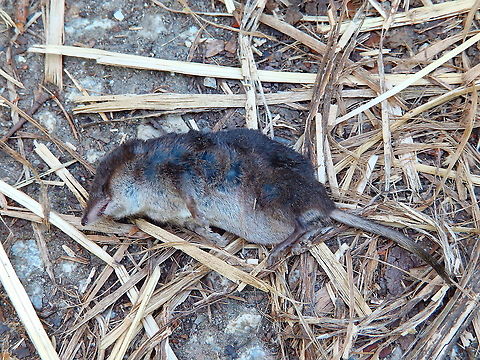 Common shrew - Sorex araneus A less happy sight in the same walk and area as the previous spotting. We found this poor shrew dead also in the same path. I don't know what could have killed it but it could have been that it was run over by bikers as this path has many people passing by with bikes. In any case it allowed us to see the species in more detail as is very difficult to find these alive and still enough for pictures. 
Habitat:
https://www.jungledragon.com/image/125542/doode_bemde_-_canal_next_to_langerodevijver.html Belgium,Common shrew,Geotagged,Sorex araneus,Summer