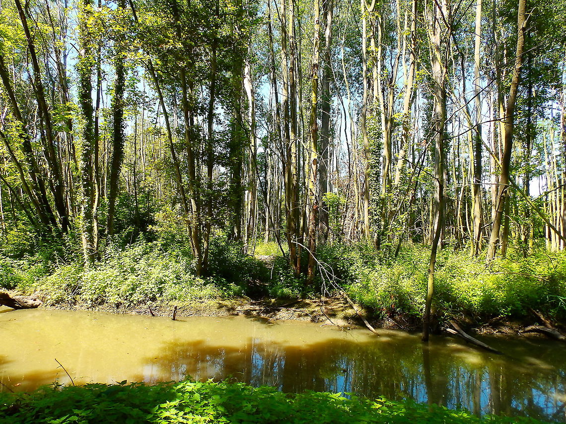Doode Bemde - canal next to Langerodevijver Environment where the shrew and vole of the last two spottings were found :-) Belgium,Geotagged,Summer