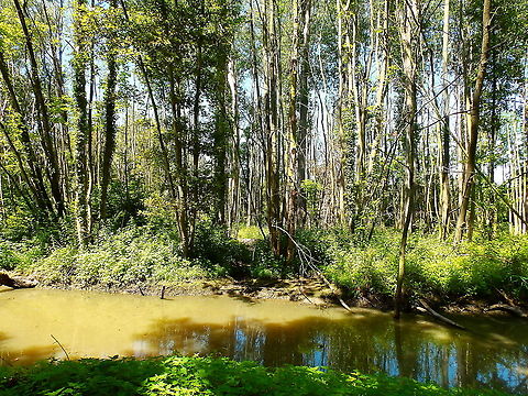Doode Bemde - canal next to Langerodevijver Environment where the shrew and vole of the last two spottings were found :-) Belgium,Geotagged,Summer